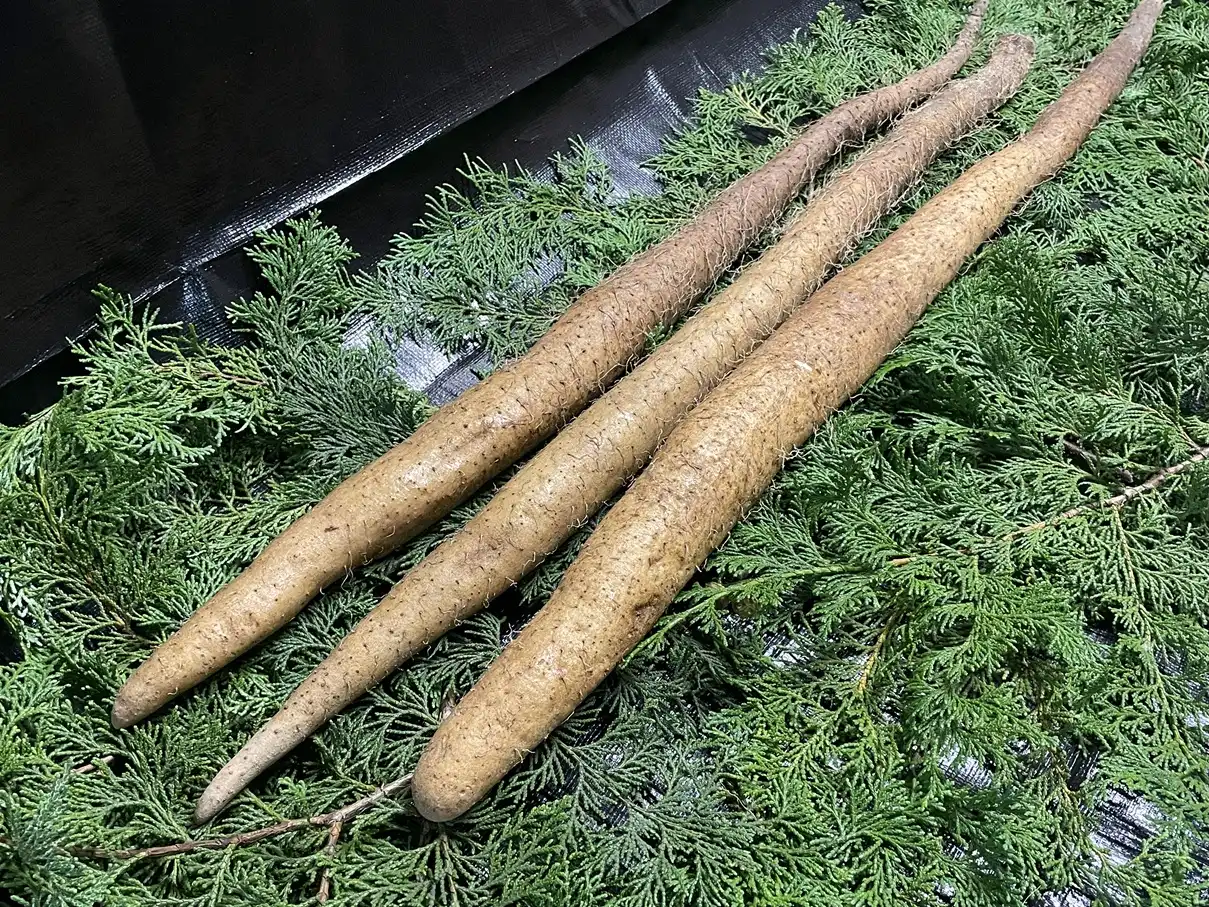 2kg 業務用自然薯