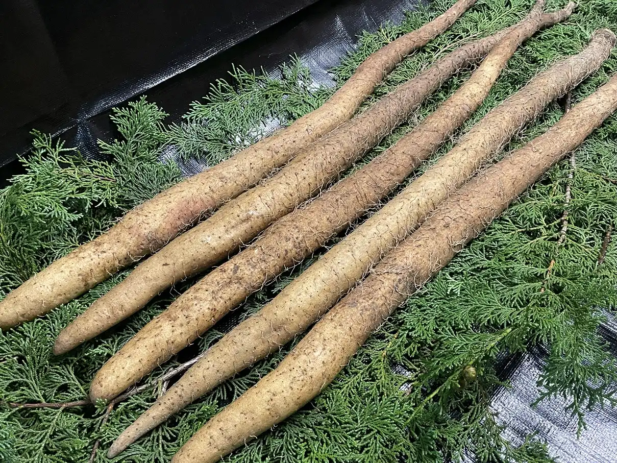 3kg 業務用自然薯