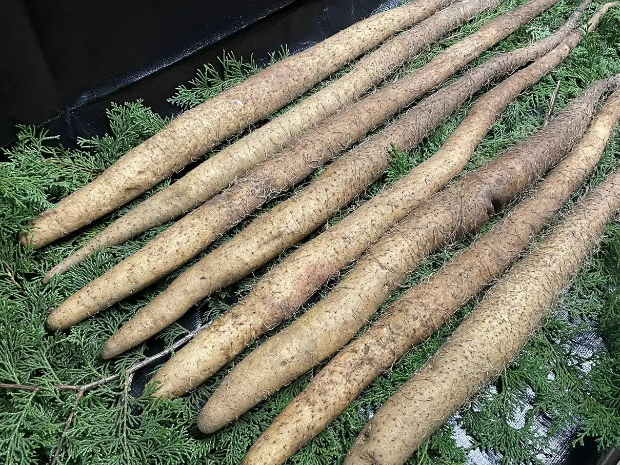 5kg 業務用自然薯