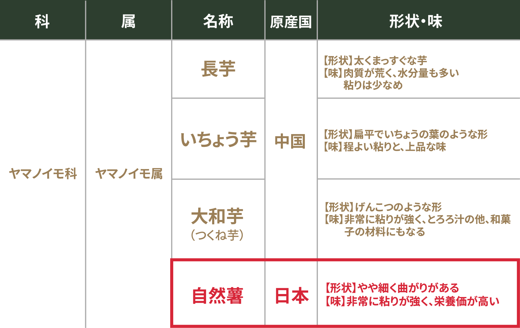 ヤマノイモ属の比較