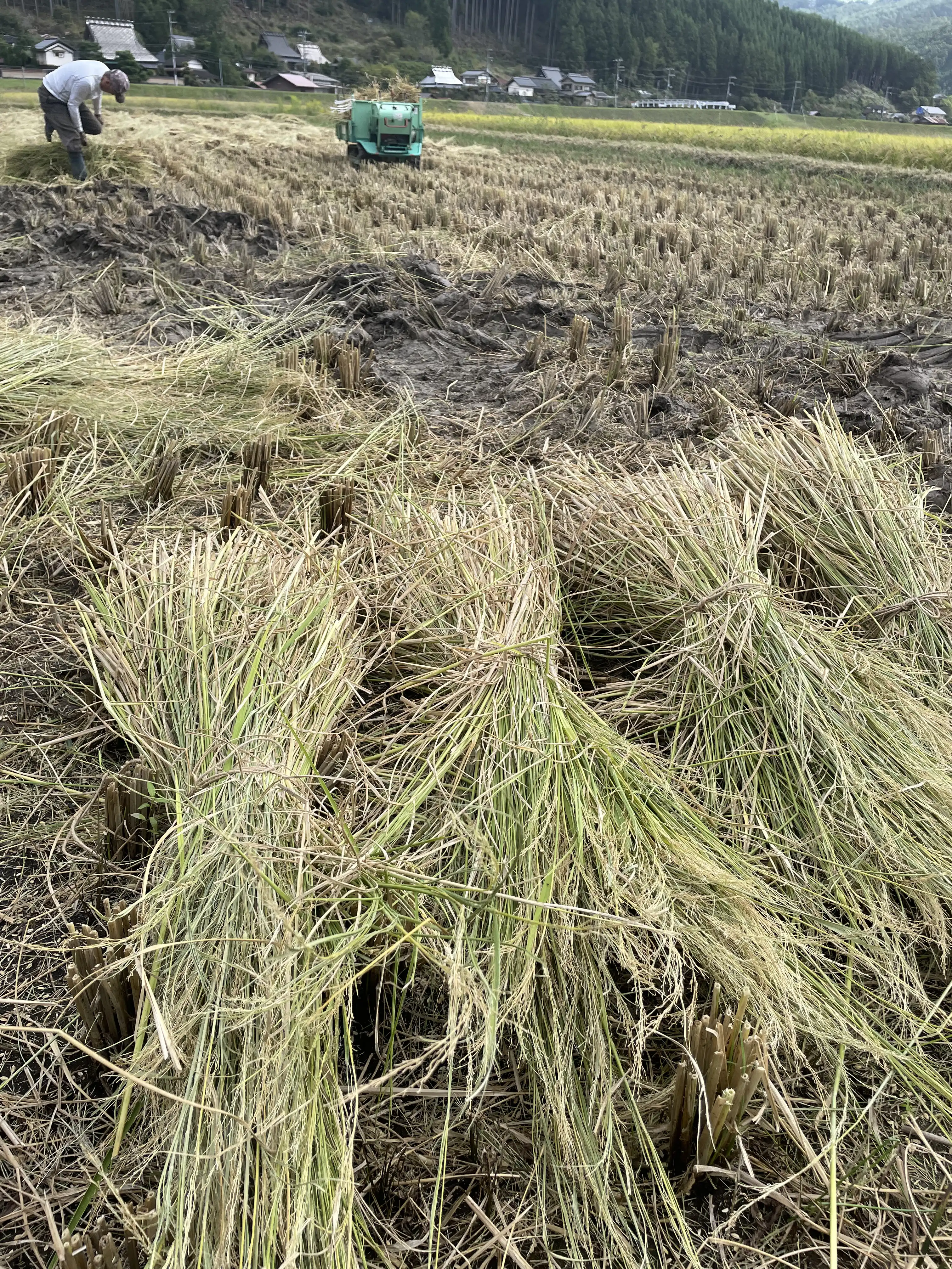 生育期間中は農薬不使用 ワラを使った防草